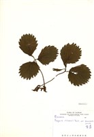藏品(草莓)的圖片